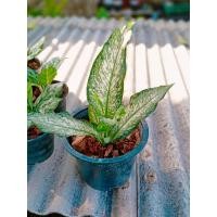 ราคา อุดมทรัพย์ อโกลนีมา ไม้มงคล (8312683961)