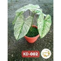 ราคา กระถางต้นไม้มงคล กระถางต้นไม้ปลอมจัดสำเร็จ (7887939766)