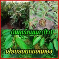 ราคา ทุเรียนนก(ป่า)เสียบยอดพันธุ์หมอนทอง (9814526283)