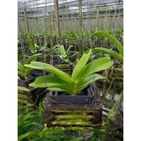 ราคา กล้วยไม้สกุลช้างคละสีสามารถเลือกสีได้ (22843106833)