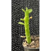 ราคา ยูโฟเบีย Euphorbia bisellenbeckii กระบองเพชร (9752292520)