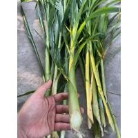 ราคา ท่อนพันธ์หญ้าเนเปีย100ท่อน (27002796503)