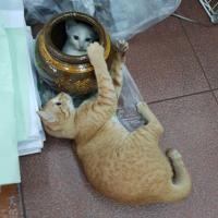 ราคา โอ่งแมว บ้านแมว ของเล่นแมว โอ่งมังกร ปลูกต้นไม้ ดองผลไม้ ดองกิมจิ (5558711752)