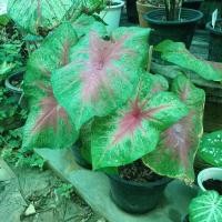 ราคา บอนสี เงาะถอดรูป Caladium (15303268527)