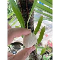 ราคา ลูกแป้ง(100ลูก) หวานมาก ซาบซ่า ลูกแป้งข้าวหมาก ลูกแป้งข้าวหมากป้าบุญ นครศรีธรรมราช (29054529583)