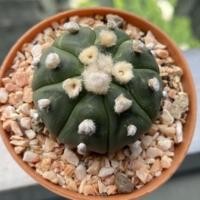 ราคา Astrophytum Asterias Nudum Variegata แอสโตรด่าง Cactus แคคตัส กระบองเพชร (11124912475)