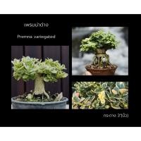 ราคา เพรมน่าด่าง Premna variegated บอนไซ ทรงซูโม่ บอนไซจิ๋ว เพรมน่าไต้หวันใบด่าง mini bonsai (7071172510)