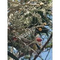 ราคา หมากนวล/ปาล์ม​ฟิลิปปินส์​ ต้นกล้า2ราคาเริ่มต้น​เพียง​30บ.(อ่าน​รายละเอียด​ก่อน​สั่งซื้อ​นะคะ) (13975389042)