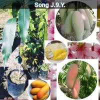 ราคา ต้นมะม่วงมหาชนก ( เสียบยอด ) (9524386381)