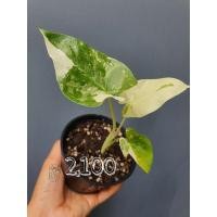 ราคา บอนกระดาดด่างขาว 2,100 บาท (13751589213)