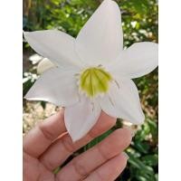 ราคา ว่าน กวักพุทธเจ้าหลวง (10001482939)