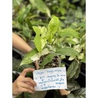 ราคา เงินไหลมาด่างขาว เงินไหลมา ต้นเงินไหลมาด่างขาว Syngonium albo variegated (10441787439)