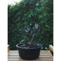 ราคา ต้นกวักมรกตใบดำ zamioculcas zamiifolia black (2868457351)