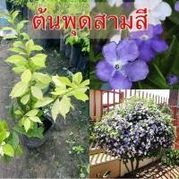 ราคา ต้นพุดสามสี ดอกสวยหอมมาก ทนแดด ออกดอกทั้งปี ขนาดต้น35-40ซม. (25902172698)