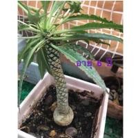 ราคา #ต้นมะพร้าวทะเลทราย Dorstenia Foetida The Dorstenia Plant มะพร้าวทะเลทราย #ดอสทีเนีย #ไม้แคระ #ไม้จิ๋ว (6735024790)