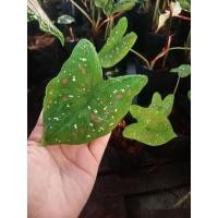 ราคา ต้นบอนสี ราชินีใบไม้" มีนามว่า สาวน้อยปะแป้ง❤ต้นไม้ฟอกอากาศ #ต้นไม้มงคล ประดับห้องทำงาน (8793701339)