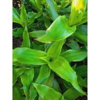 ราคา ต้นกวนอิมพันมือ วาสนาเลื้อย หาบเงินหาบทอง มีรากทุกต้น (8947011807)