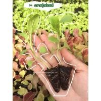 ราคา ต้นกล้าผักกาดฮ่องเต้>>พร้อมส่ง!!!!‼ (4254259677)
