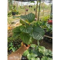 ราคา คล้าใบตอง​ ต้นใหญ่ใบสวย​ พุ่มแน่นๆ​ (9000359502)