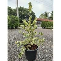 ราคา สาริกาด่าง/ต้นหัวใจเศรษฐี/ไทรใบหัวใจด่าง ชอบแดดจัด ไม้มงคลนิยมประดับเป็นแนวข้างบ้านส่งงานกระถางสวยๆ (26104121638)