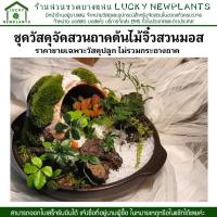 ราคา DIY ชุดจัดสวนถาด ต้นไม้จิ๋ว วัสดุปลูกพร้อมอุปกรณ์ปลูก ไม่รวมถาด (29854350513)