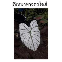 ราคา บอนสีอิเหนาขาวตกไซส์ (11850168082)