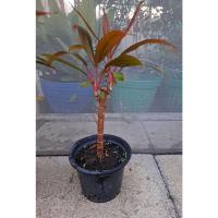 ราคา ทับทิมสยาม แดงสยาม ต้นหมากผู้หมากเมีย ต้นไม้มงคล ไม้ใบ ไม้ประดับ ไม้กระถาง ไม้มงคล (10658354122)