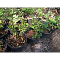 ราคา ต้นส้มจี๊ดไม้มงคลเสริมบารมีขายยกกระถางราคา109บาท#ไม้มงคล # (3007017647)