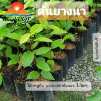 ราคา ต้นยางนา ไม้ ต้นไม้ ไม้ผล ต้นพันธ์ เมล็ดพันธ์ พันธุ์ไม้ ไม้มงคล ไม้ฟอกอากาศ เมล็ดพันธุ์ สวนเขาหมาก ยางนามีค่าดั่งทอง (5471533871)