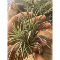 ราคา ทิลแลนเซียหัวเดี่ยว (14749659005)