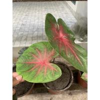 ราคา บอน”สีช้างเผือก”ใบบัว ส่งแบบต้นในถุงดำ (15402744104)