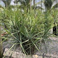 ราคา ทิลเเลนเซียสับปะรดอากาศหัวใหญ่ สตริกต้า Tillandsia Stricta (1889466322)