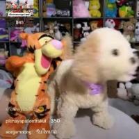 ราคา Tigger bounce fisher price มือสอง 1 รายการ (5718381446)