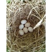 ราคา ไข่เชื้อ ไก่ไข่ +ไก่ต่อ ชุด 4 ฟอง คละสายพันธุ์ ชุดละ100 บาท ไข่ไก่ สำหรับฟัก (21233734752)