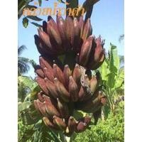 ราคา ถูกสุด256/หน่อกล้วยน้ำหว้าดำ/กล้วยตีบดำ/กล้วยโบราณหายาก (22226607122)