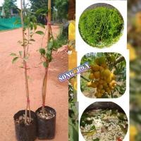 ราคา ต้นผักหวานป่าภูพาน ( กิ่งตอน ) ปลูกง่ายโตไว ปลูกหนึ่งปิเก็บกินได้เลย (3783725030)