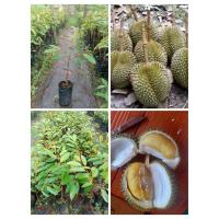 ราคา ต้นทุเรียนกระดุมทองสูง 50-60 cm 1 ต้น 139 บาท (26855478801)