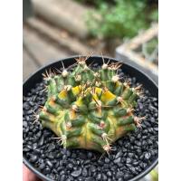 ราคา T-RexSeedingด่าง3สีบั้งชัดๆขนาด 7.5cm (25636580290)