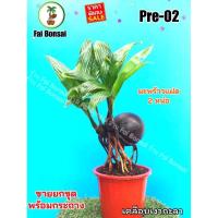 ราคา Pre-02 มะพร้าวบอนไซแฝด 2 หน่อ แกะแล้ว คัดเกรด ตกแต่งราก เคลือบเงา ส่งทั้งต้นและกระถาง ส่งจริงตามภาพ ฝ้ายบอนไซ FaiBonsai (18384011760)
