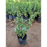 ราคา ต้นดูดทรัพย์/คลาสซูล่า (20749196282)