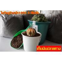 ราคา ใบก้ามปูหมักร่อน 100% ใบก้ามปูหมักนานเป็นปีๆผ่านการร่อนเศษกิ่งไม้จึงมีแต่เนื้อใบก้ามปูล้วนๆ 3กก. (6055523954)