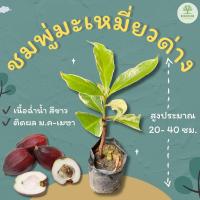 ราคา ชมพู่มะเหมี่ยวด่าง สูงประมาณ 20-40 ซม. ม่าเหมี่ยว (29404194674)