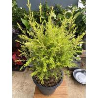 ราคา ต้นหลิวทอง-หลิวฉัตรทอง#ความสูง 60-80 cm (3597475333)