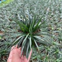 ราคา ชุด 20ต้น ต้นหนวดปลาดุกแคระ หนวดปลาดุก ไม้คลุมดิน ตกแต่งสวน ปูพื้นสนาม ( สั่งเยอะมีราคาส่ง ทักแชท ) (17439808245)