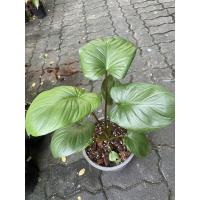 ราคา ว่านเสน่ห์จันทร์แดง/ต้นเสน่ห์จันทร์แดง (11467916876)