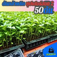 ราคา [ที่นี่ถูกสุด] ต้นกล้า พริกขี้หนู ซุปเปอร์ฮอท2 พริกจินดา ต้นกล้าผักสวนครัว​ ต้นกล้าพริก 50 ต้น (เสียหายรับเคลมใหม่ฟรี) (19388140748)