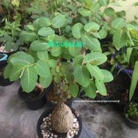 ราคา มะยมเงินมะยมทองไม้โบราณหายาก (2178719433)