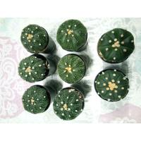 ราคา cactus แคคตัส กระบองเพชร (9475449791)