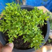 ราคา ไม้มงคล ฟอกอากาศ ต้นแก้วแคระ แก้วแคระ (4136501731)