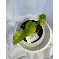 ราคา หูช้างด่างเหลือง/หูช้างด่าง/บอนหูช้างด่าง (19507496268)